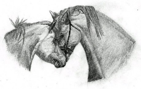 kreslení koně.jpg
